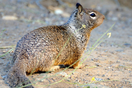 ground squirrel