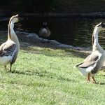 Aggressive pair of domestic geese, removed and taken to a shelter for adoption. San Jose.