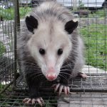 Mother opossum released from an illegally set trap. Aromas.