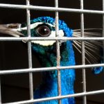 One of the peacocks captured and taken to the shelter to be adopted. Santa Cruz.