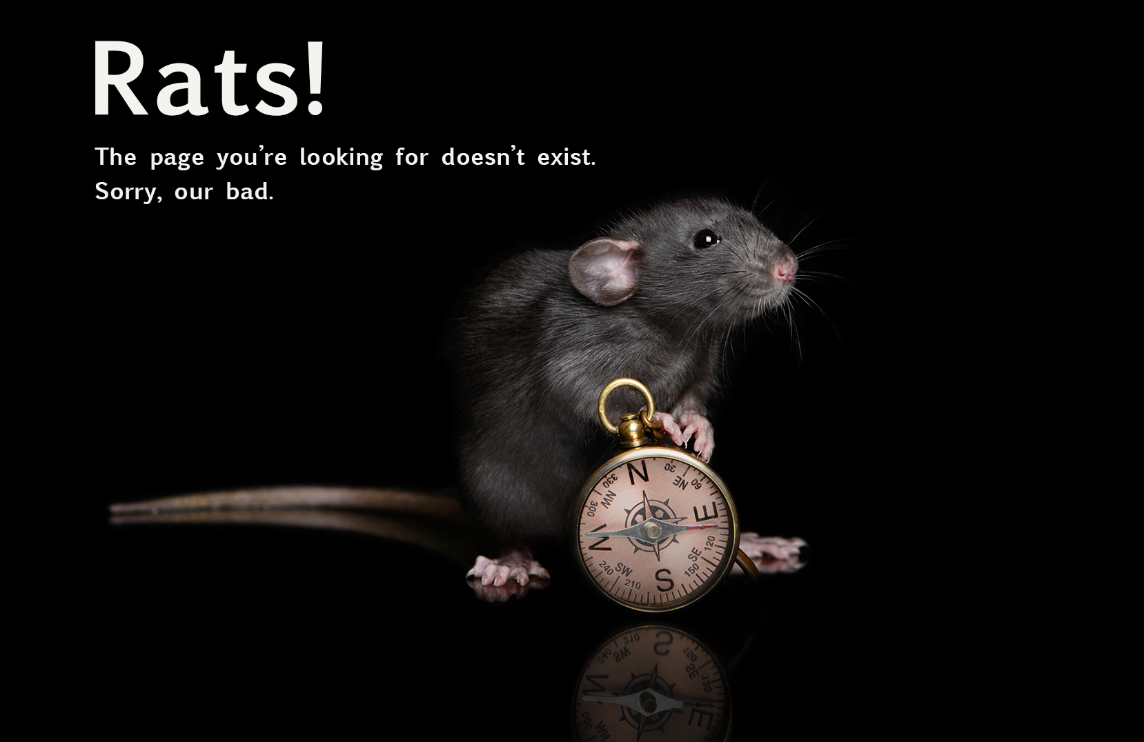 Black dumbo rat with compass sitting on black background in stud