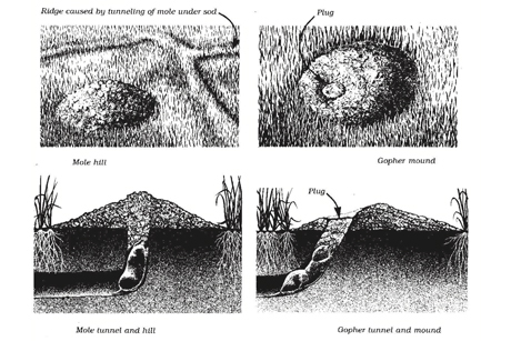 Illustration of gopher and mole mounds.
