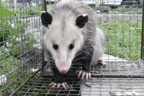 Opossum in trap.