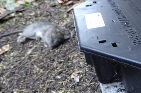 Poison bait station with dead rat in background.