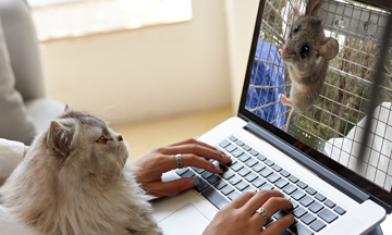Cat looking at mouse on computer screen.