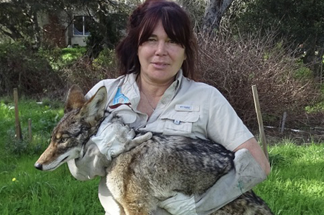 Rebecca Dmytryk holding a wild coyote.