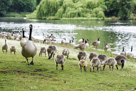 geese-in-park