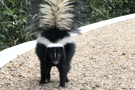 skunk-in-yard