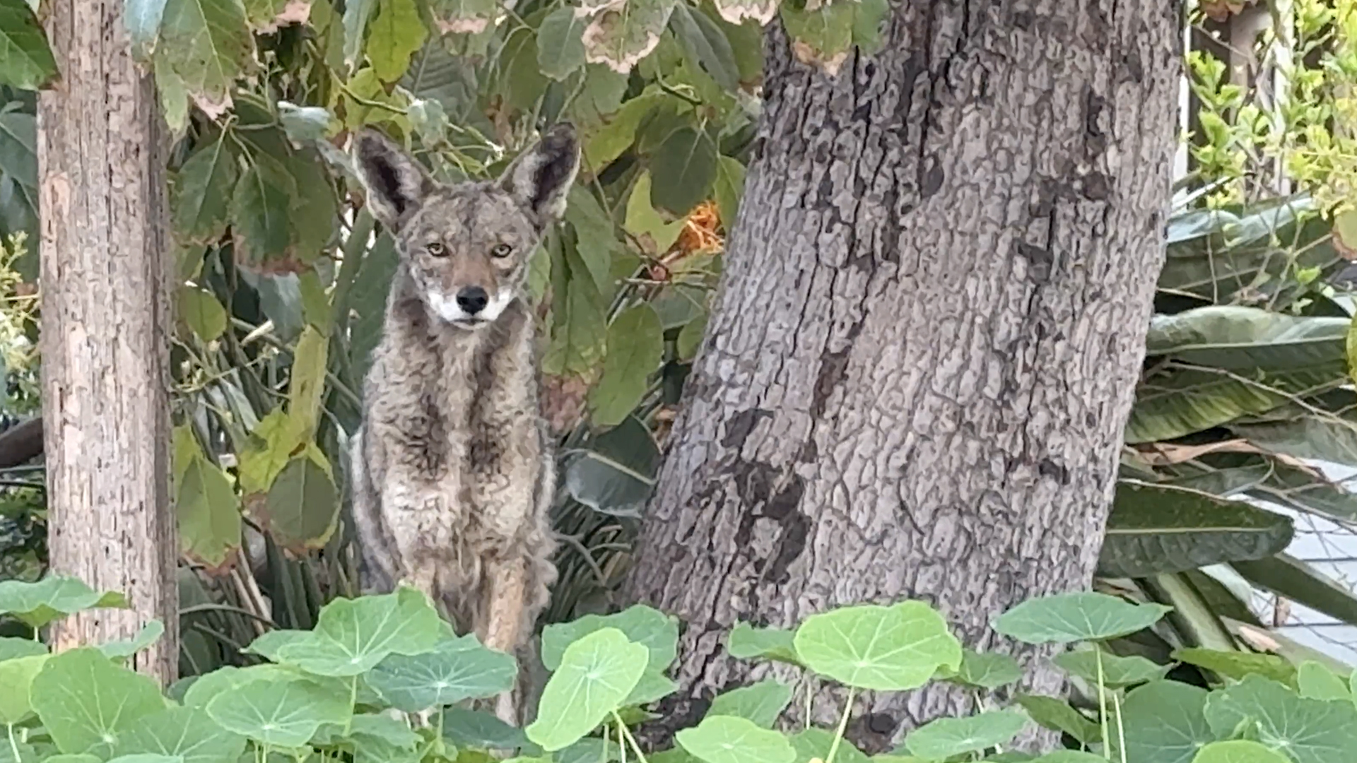 Encounter with a Human-Conditioned Coyote